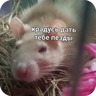 Sticker КрысAsc - 10