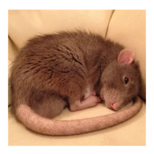 Sticker Krysinpack - 1