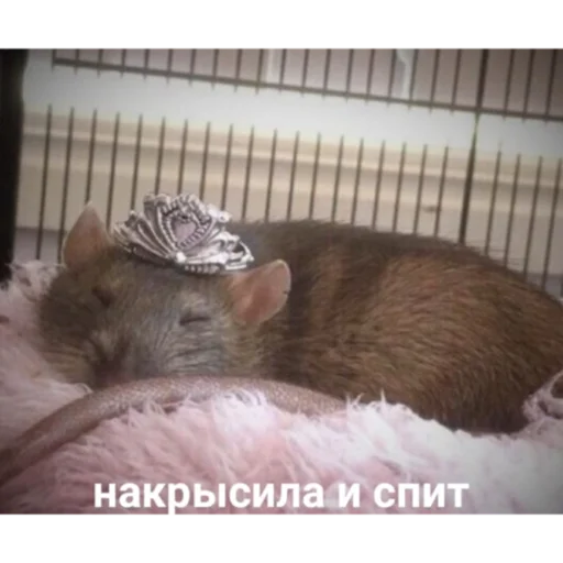 Sticker Krysinpack - 1