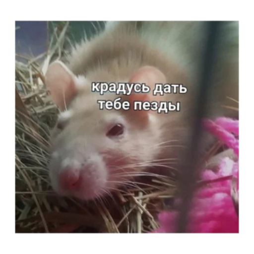 Стикер Krysinpack - 1