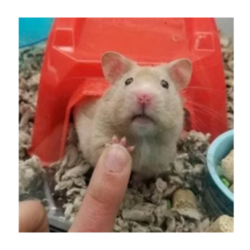 Стикер Krysinpack - 1