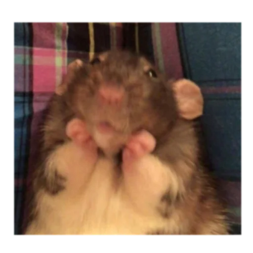 Стикер Krysinpack - 1