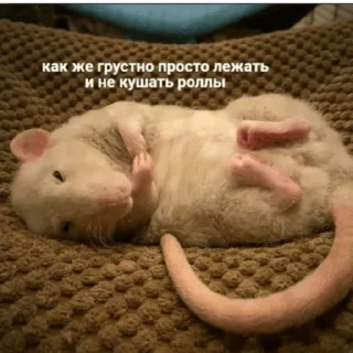 Sticker крысин пак 🐀 - 6