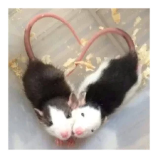 Sticker крысин пак 🐀 - 3