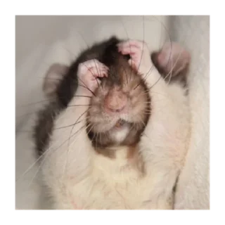 Sticker крысин пак 🐀 - 1