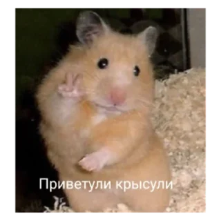 Sticker крысин пак 🐀 - 7