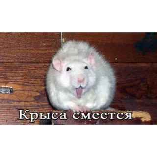 Sticker крысин пак 🐀 - 11