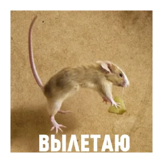 Sticker крысин пак 🐀 - 8