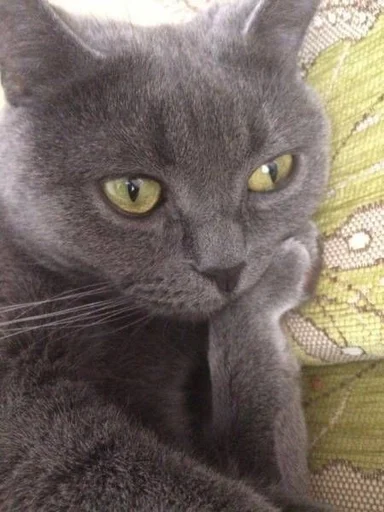 animal mammal domestic cat