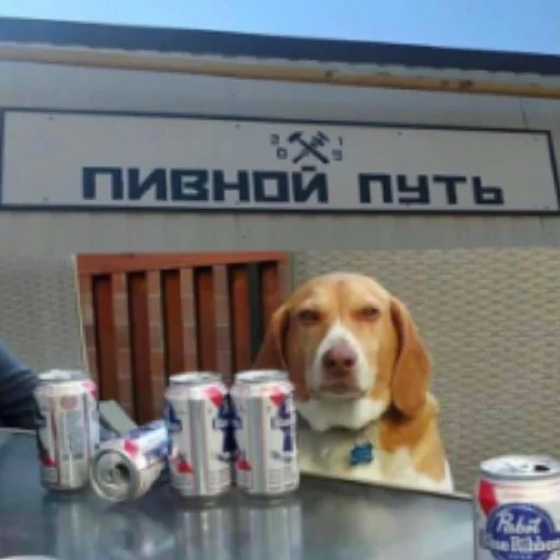 СМС животное собака