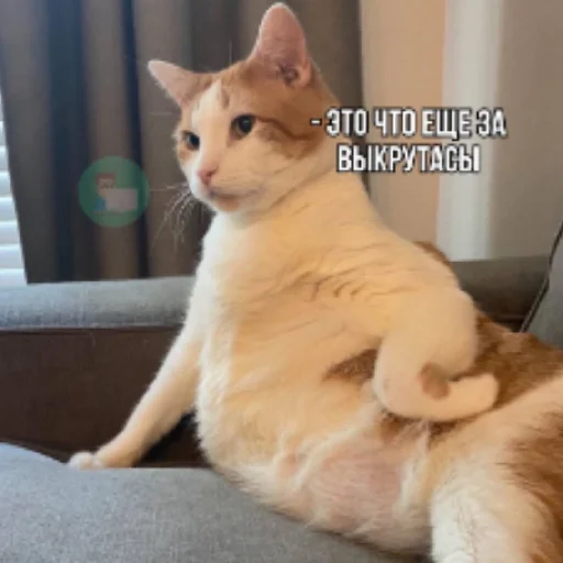 mammal animal domestic cat