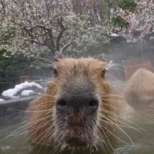 животное млекопитающее дерево