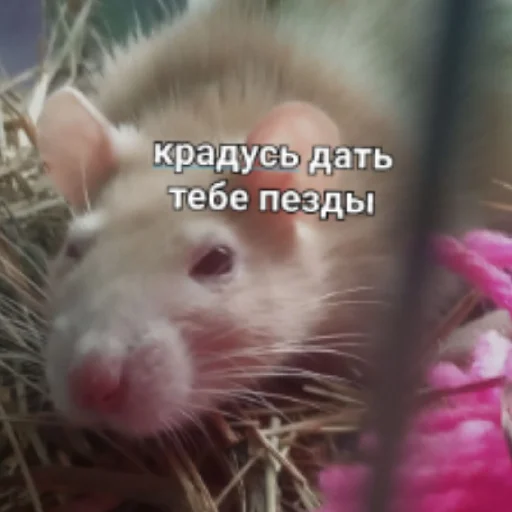 mammal animal rodent