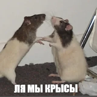 Sticker Крыссовет - 7