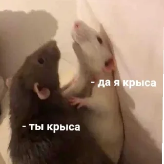 Sticker Крыссовет - 9