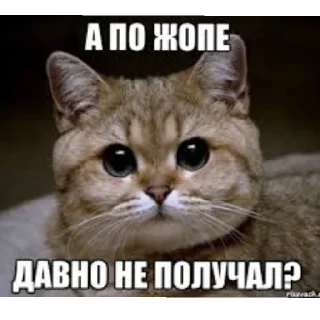 Sticker Крыссовет - 8