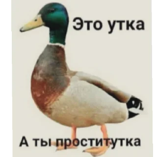 Sticker Крыссовет - 2