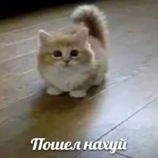 Sticker Крыссовет - 3