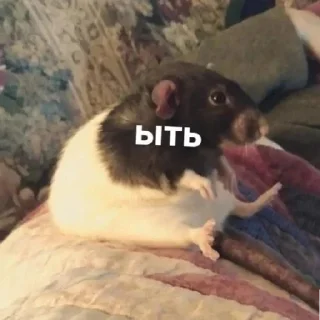 Sticker Крыссовет - 11