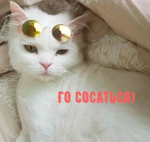 cat small to medium-sized cats domestic cat