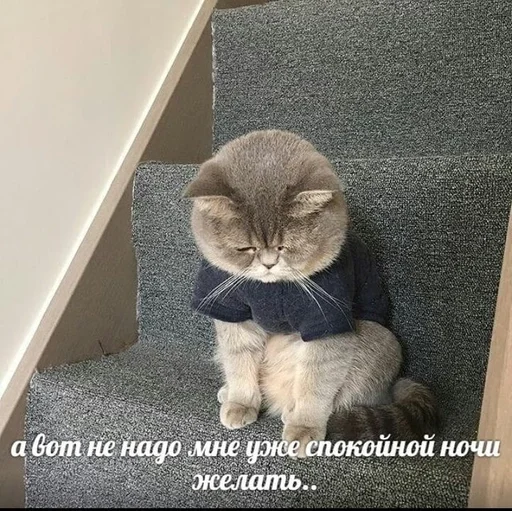 small to medium-sized cats indoor felidae