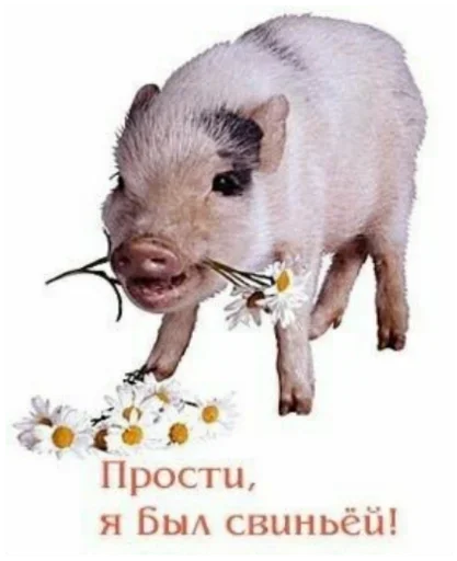 млекопитающее животное СМС