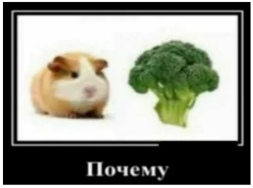 vegetable animal cruciferous vegetables