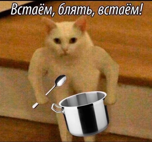 cat animal small to medium-sized cats