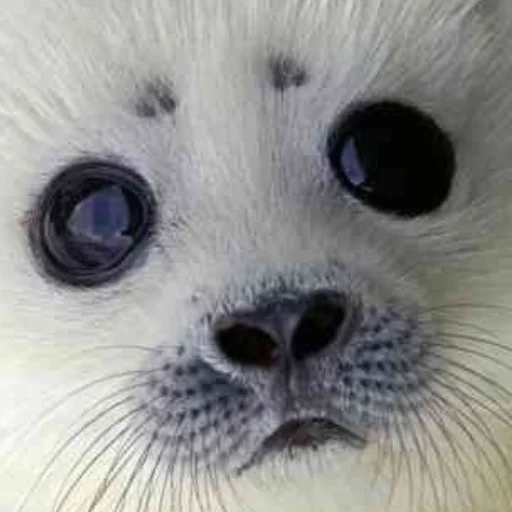 Ура мили тюленчики - 