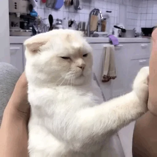 Стикер Кто накурил кота - 10