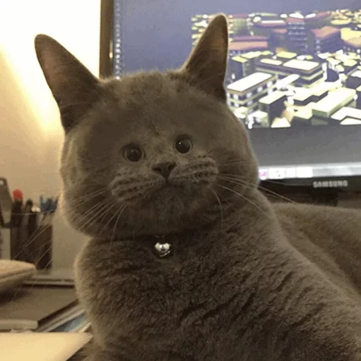 Стикер Кто накурил кота - 8