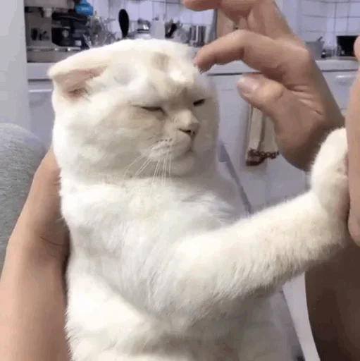 Стикер Кто накурил кота - 5