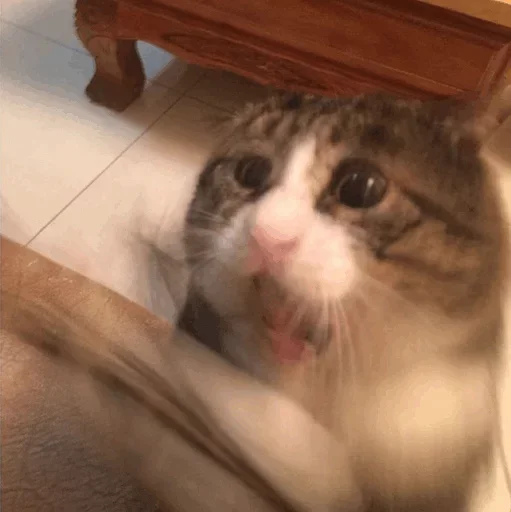 Стикер Кто накурил кота - 2