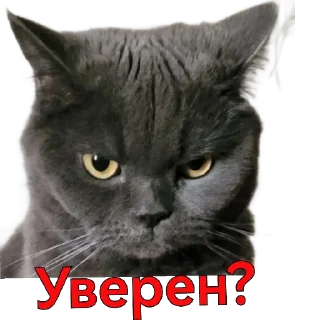 Стикер KtoTyt - 4