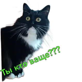 Стикер KtoTyt - 6