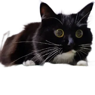 Стикер KtoTyt - 7