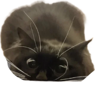 Стикер KtoTyt - 10