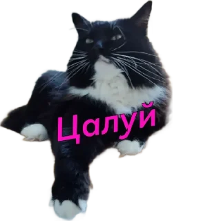 Стикер KtoTyt - 9