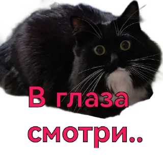 Стикер KtoTyt - 5