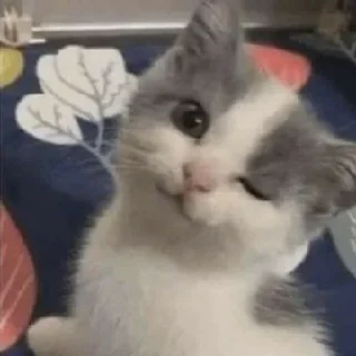 Sticker Kucing - widya - 8