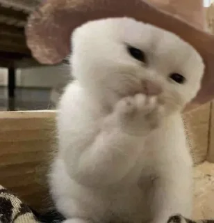 Sticker Kucing - widya - 6