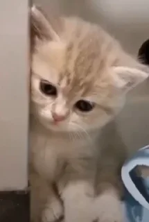 Sticker Kucing - widya - 1