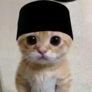 Sticker Kucing - widya - 0