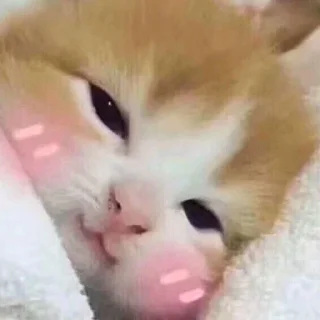 Sticker Kucing - widya - 4