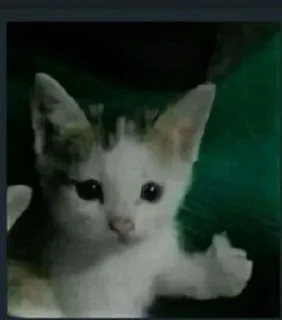 Sticker Kucing - widya - 10