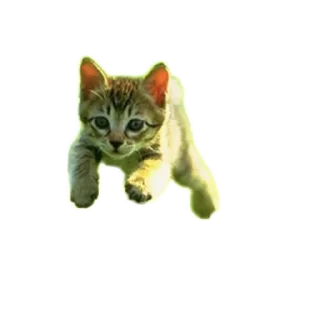 Стикер куда они пропали бзз бззз бзззз урау они вернулись - 11