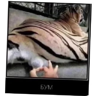 Sticker Кукурва рюский - 5