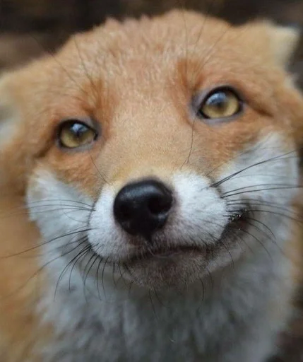 mammal animal fox