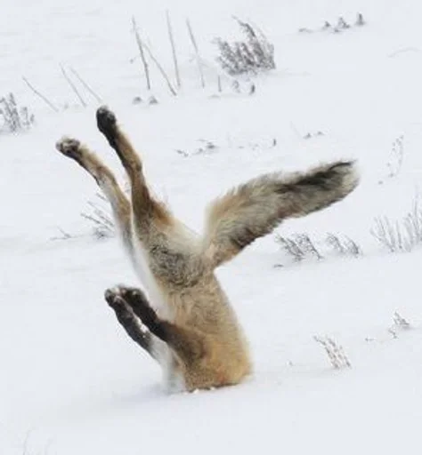 animal outdoor mammal