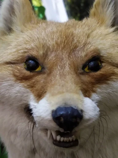 mammal animal outdoor